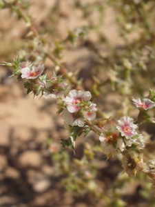 Salsola tragus